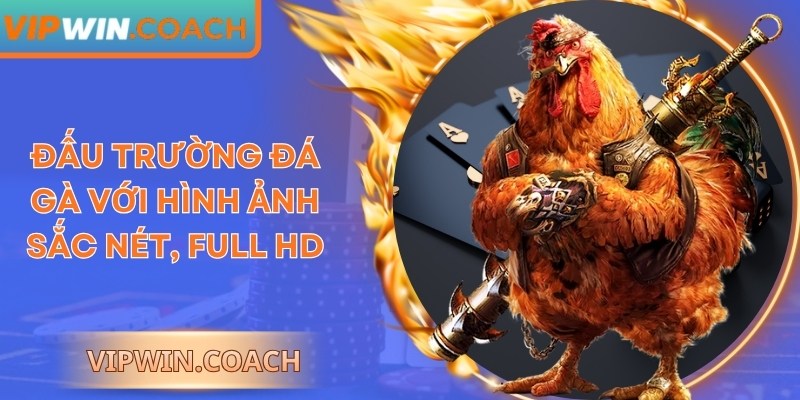 Đấu trường đá gà với hình ảnh sắc nét, full HD